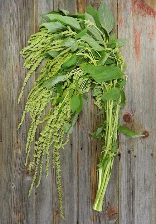 HANGING  GREEN AMARANTHUS